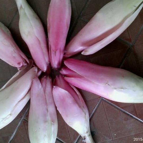 

Promo.. Kincung/Kecombrang 1 kg 94