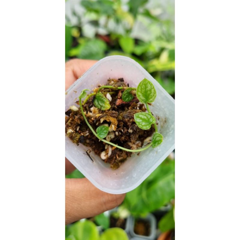 Anthurium brownie, dubia, epip kujang