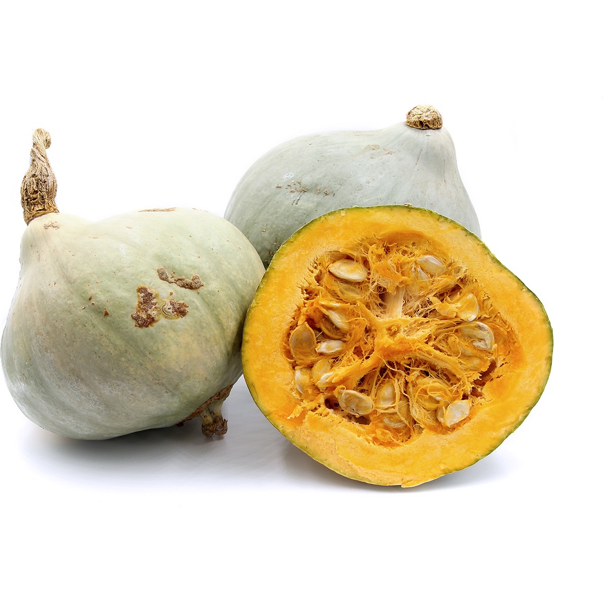 Benih Bibit Biji - Labu Winter Squash Blue Hubbard Seeds - IMPORT