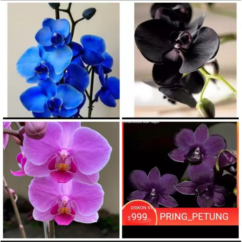 Paket 4 Seedling Anggrek Dendrobium Blue - Hitam - Pink dan Ungu -tanaman hidup-bunga-bunga hias