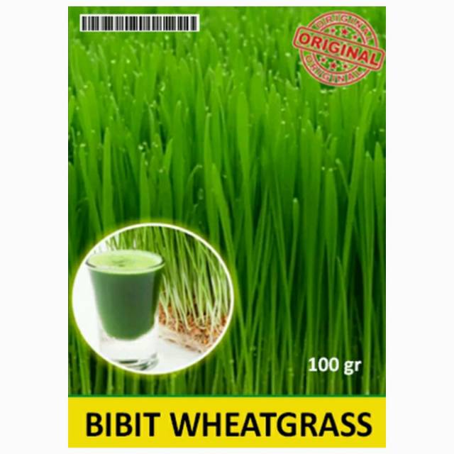 Benih Bibit Biji Gandum / Wheatgrass Gandum / Rumput Gandum / Makanan Rumput Kucing