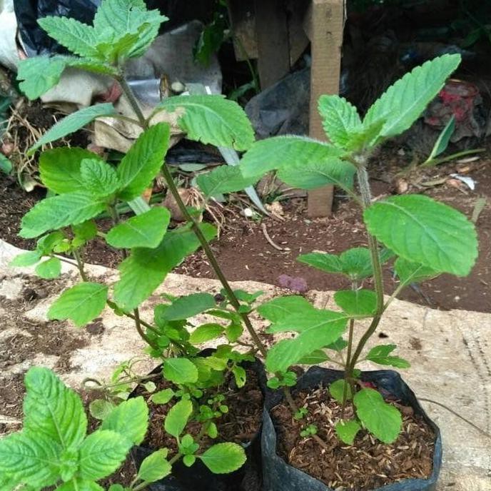 W4Ge Bibit Tanaman Daun Cincau Hitam / Janggelan