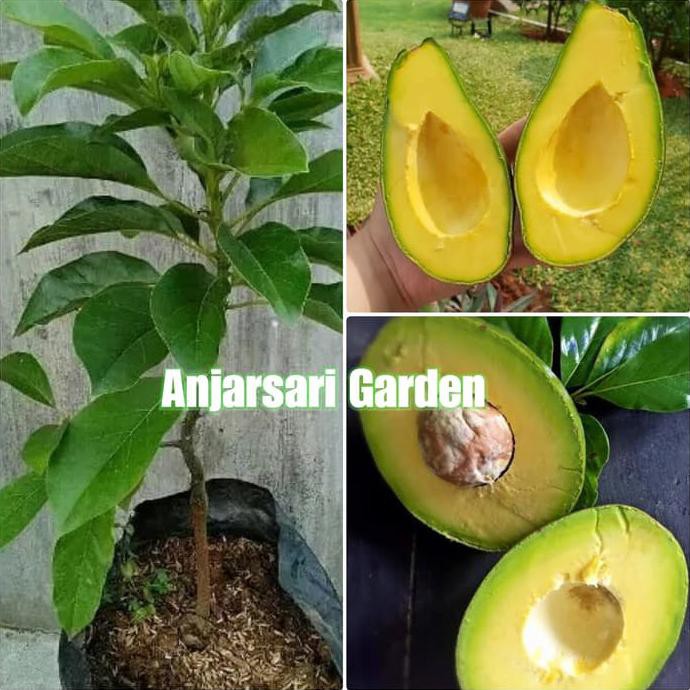 Benih Bibit Bibit Tanaman Buah Alpukat Wina *_*