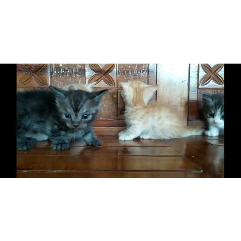Jual KUCING CEBOL KUCING MUNCHKIN KUCING PERSIA ANAK KUCING KUCING
