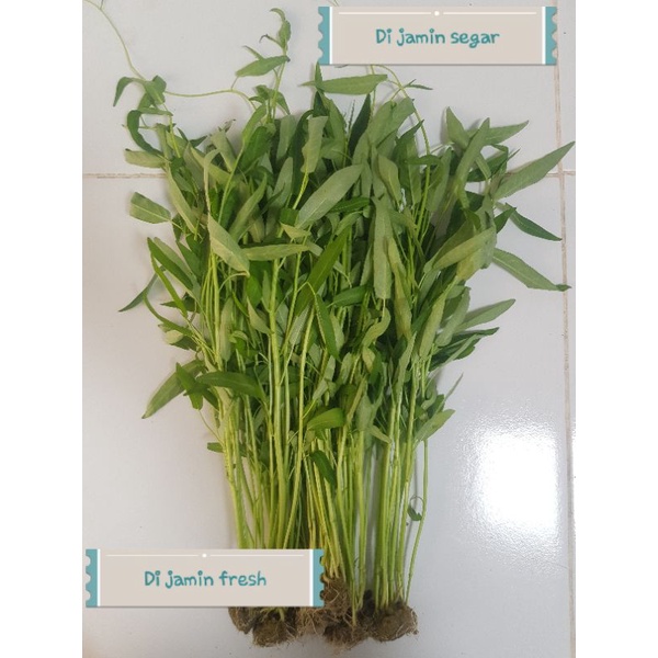 Sayuran Kangkung - Sayuran Kangkung hidroponik 250 gram