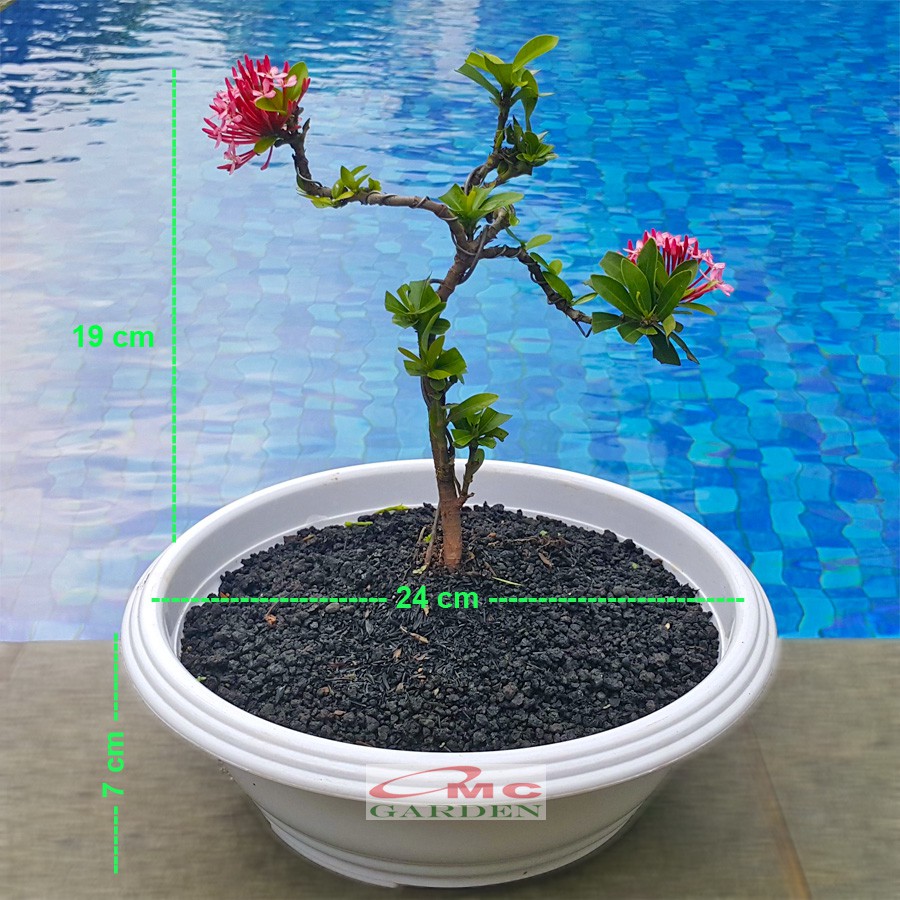 Tanaman Hias Bonsai Bonsae Mame Soka Mini Asoka Jepang Ixora Pink Jambon B-SMP-008