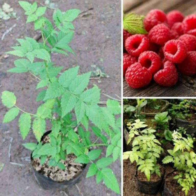 tanaman arbei /raspberry hutan /gucen