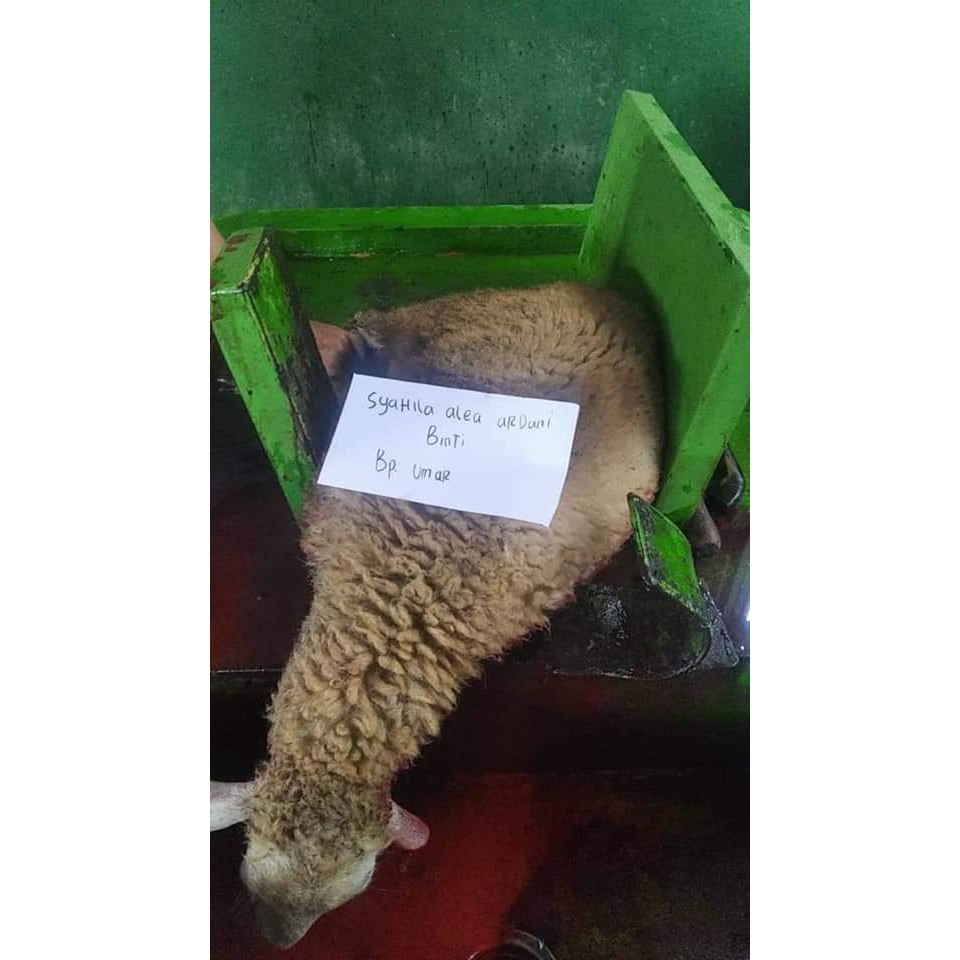 

Aqiqah Type B