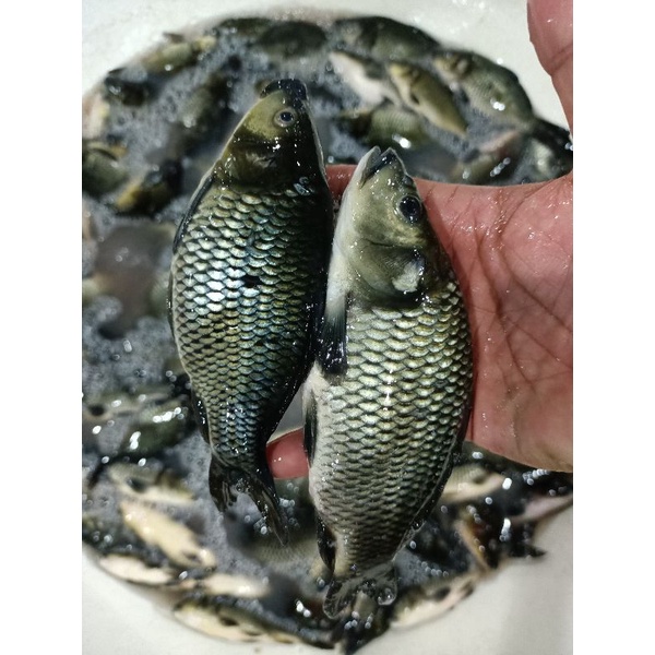 

ikan mas ikan harian ukuran kecil