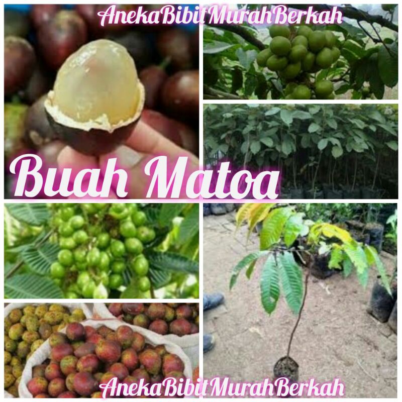 Bibit Buah Matoa Super