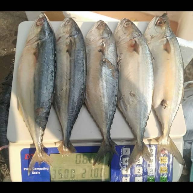 

Ikan fresh Kembung banjar 500 gram 25.000