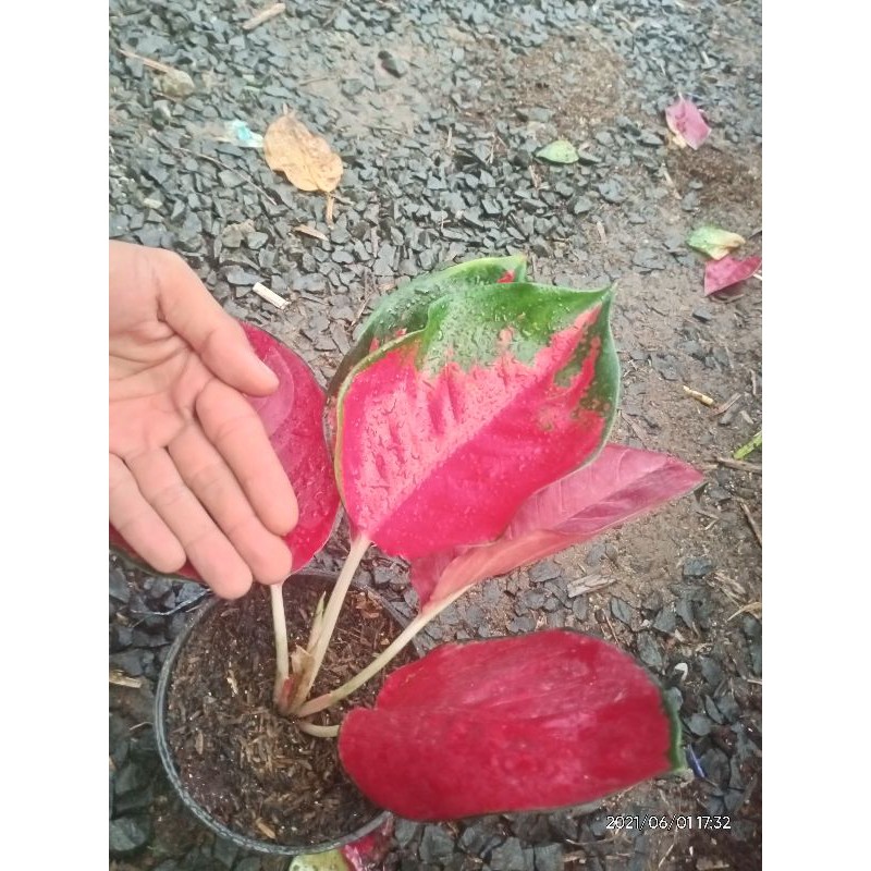 aglonema suksom jumbo