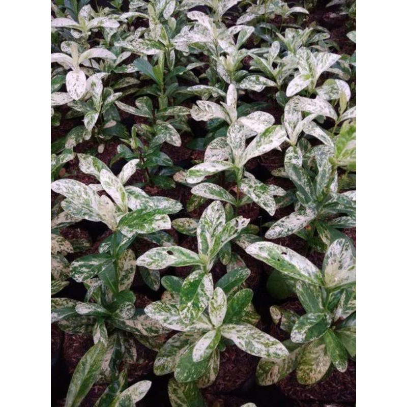 tanaman hias assoka variegata-asoka putih