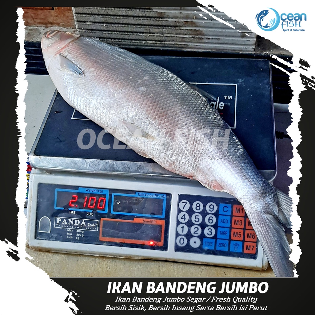 Ikan Bandeng Jumbo 2KG isi 1 Ekor / Ikan Bandeng Besar Segar FRESH / Ikan Bandeng Jumbo Segar Besar 
