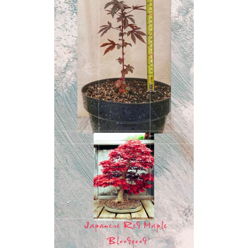 Red Panama