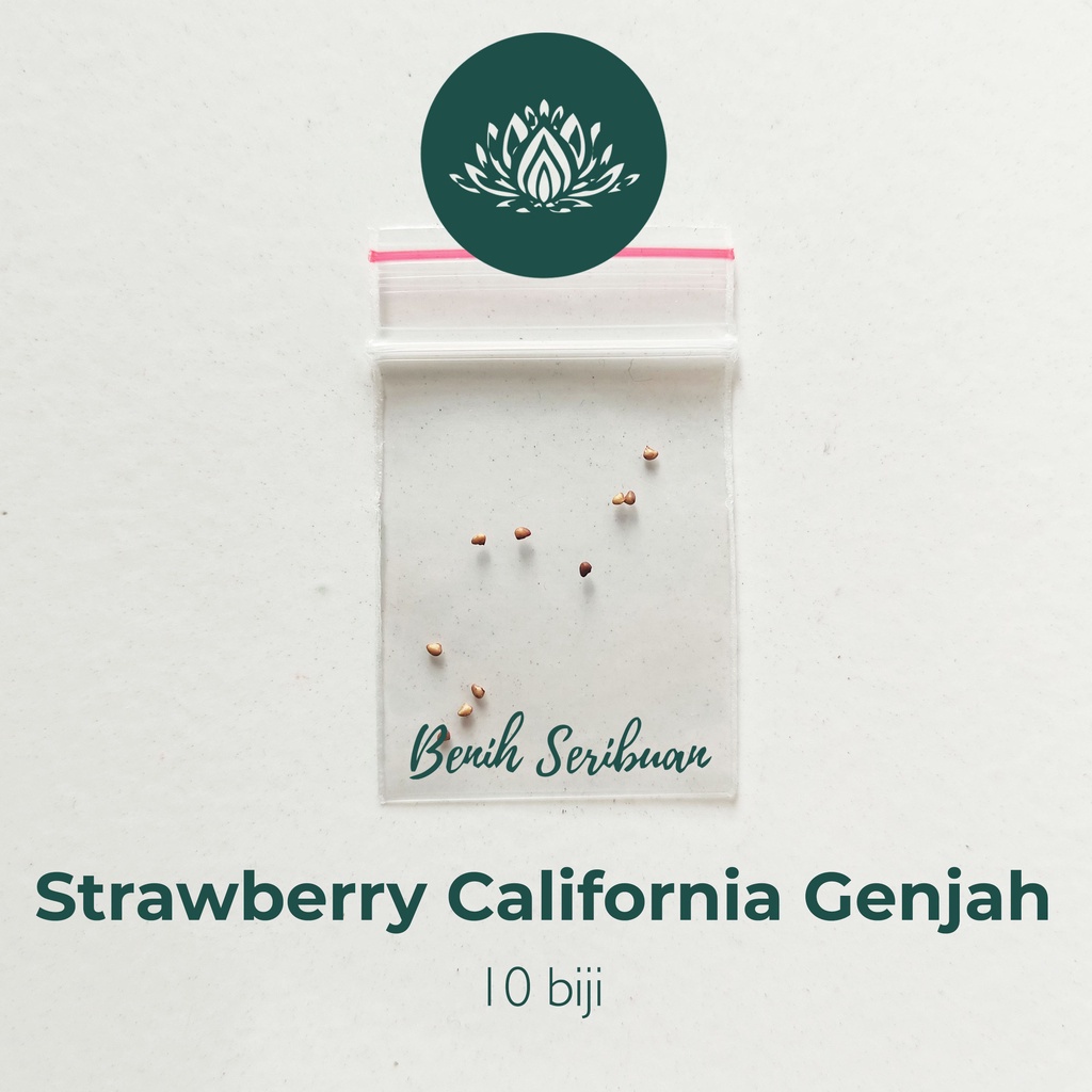 Bibit Straberry California - 10 Benih Buah Strawberry California Cepat Berbuah Tanaman Buah Stroberi Manis Import Super Unggul Berkualitas