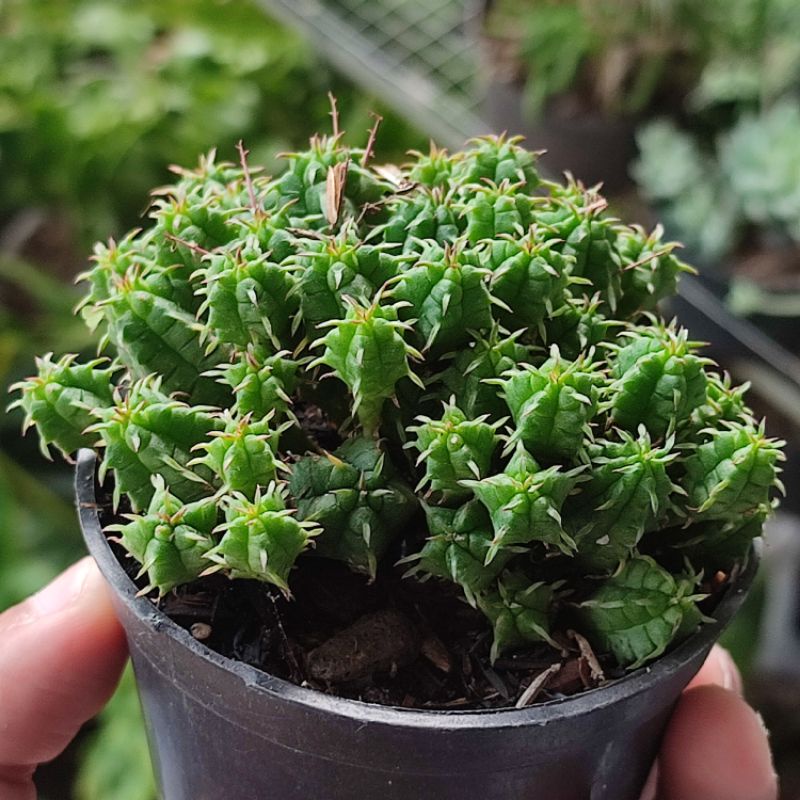 Sukulen cluster euphorbia mini