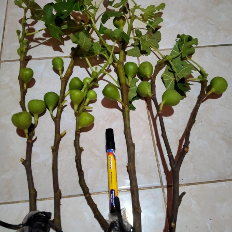 

promo 5 bibit tin buah merah jumbo bawa buah