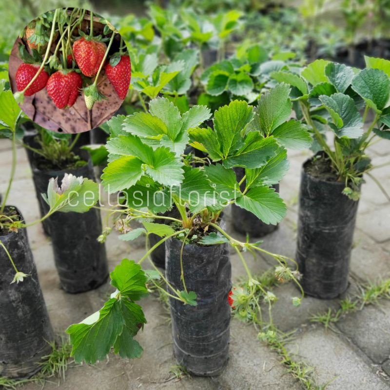 Jual Bibit Buah Strawberry Stroberi California (Tanaman Sudah Berbuah ...