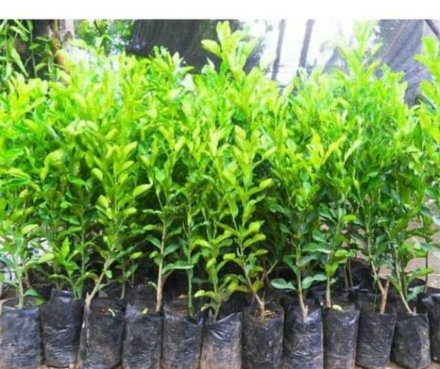 Bibit Jeruk Nipis Jumbo