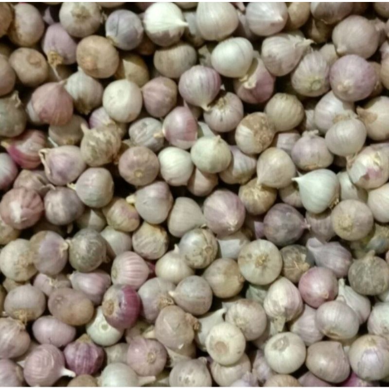 

Pilihan 250gr Tanggung Bawang Putih Tunggal Lanang