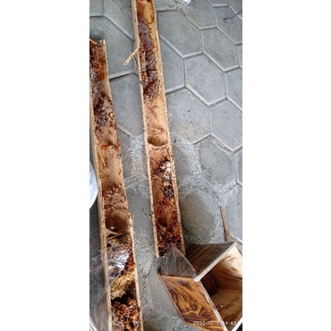 Bibit Lebah Clypearis Bambu Ori