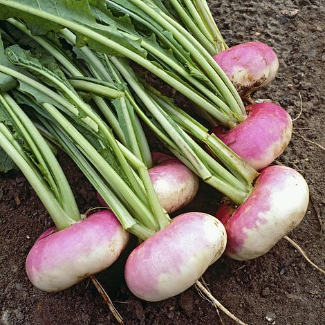 Benih Bibit Biji - Turnip Purple Top Milan Lobak Bulat Ungu Putih Seeds - IMPORT