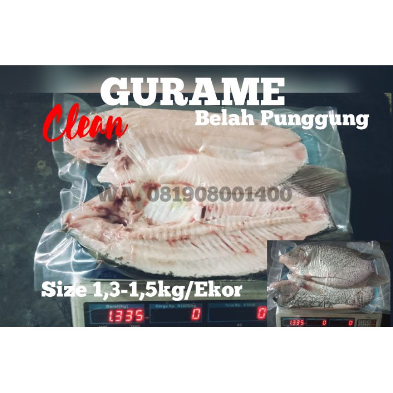 

Gurame Belah Punggung Big Size Bersih Siap Panggang