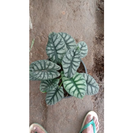 keladi tengkorak silver super jumbo