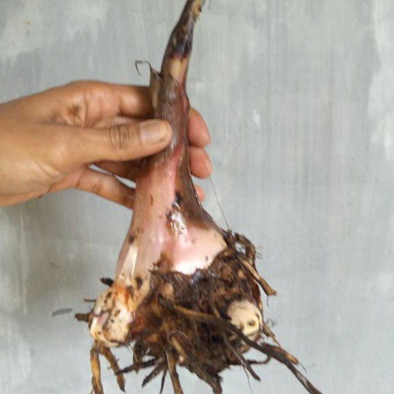 Bonggol pisang Raja Sereh/Tunas Pisang Raja/Bibit Pisang Raja/pohon pisang Raja