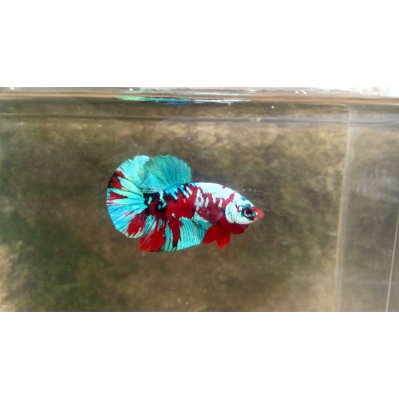 

cupang red koi masking