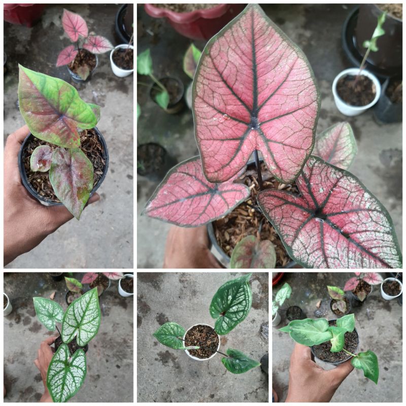 Tanaman Hias/Paket Keladi (Remaja)