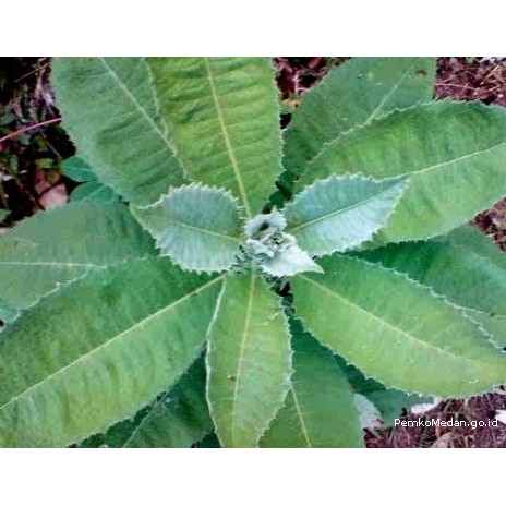 ASLI BUBUK DAUN SEMBUNG 500 g Serbuk Blumea balsamifera Sambong Leaf Powder