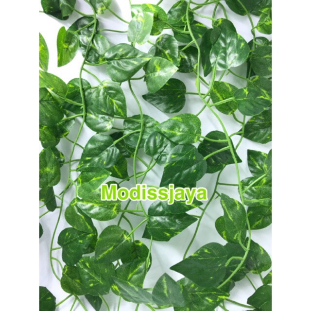 Daun rambat sri gading 1meter Shopee Indonesia Daun rambat sri gading 1meter Shopee Indonesia