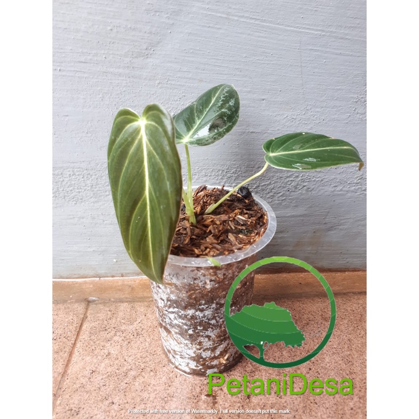 Tanaman Hias Philodendron Melano - Philodendron Melanochrysum