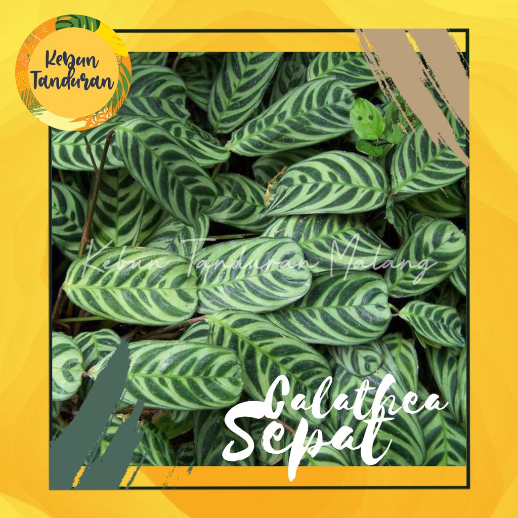 Tanaman Hias Calathea Sepat