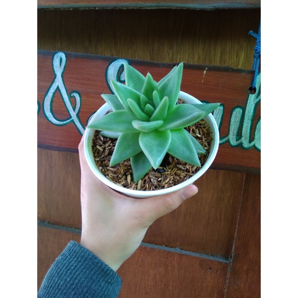 sukulent aghopoides besar sukulen bentuk mawar