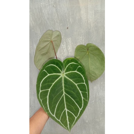 Anthurium Magnificum