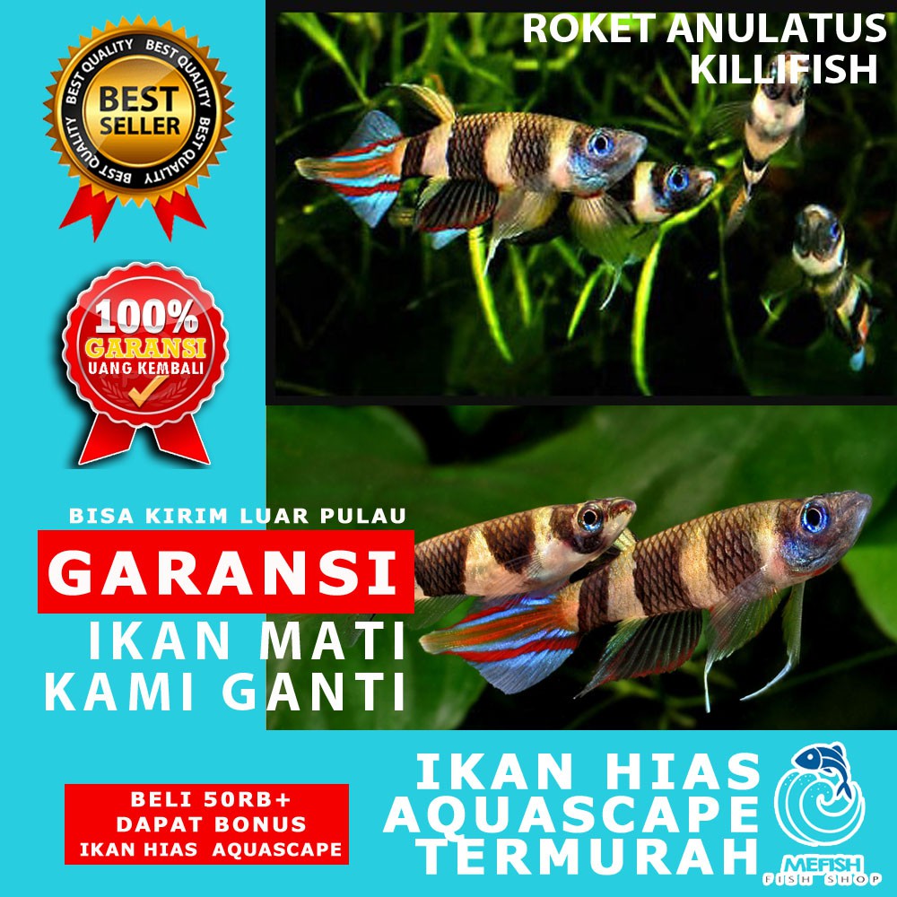 Ikan hias aquascape aquarium air tawar laut - MEFISH_ID - ROKET ANULATUS KILLIFISH