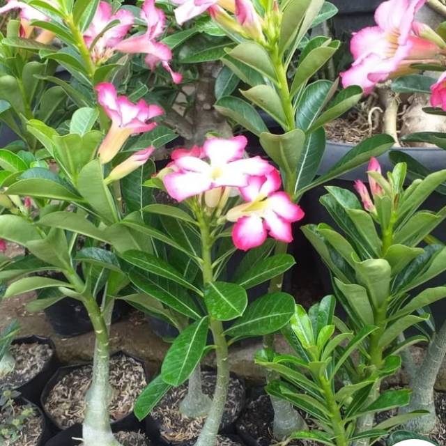 Bunga Kamboja Jepang / benih herbal / hiasan taman