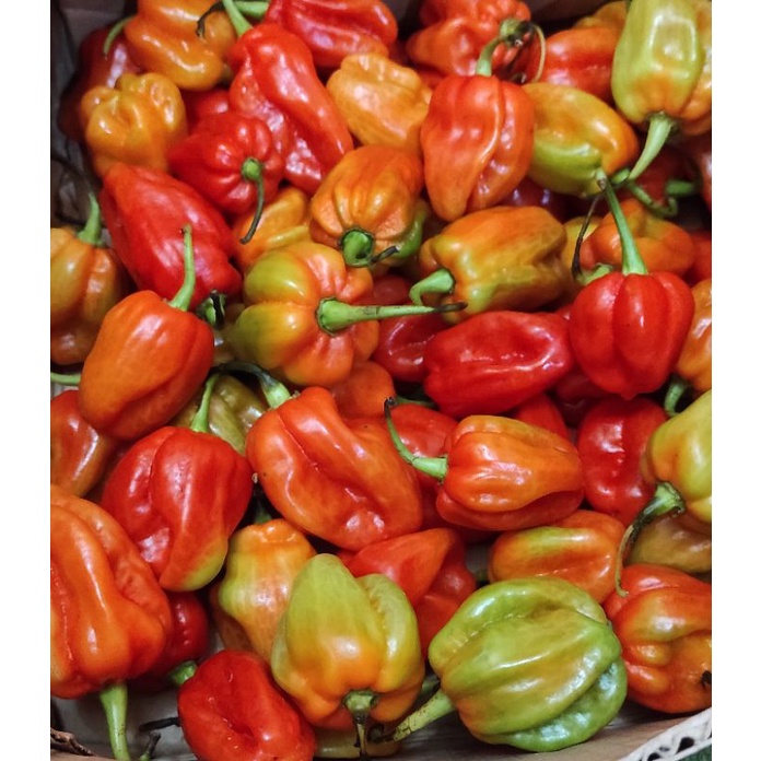 

Buah Cabai Katokkon Toraja Segar