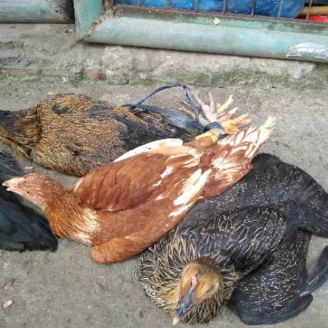 

daging ayam kampung fress