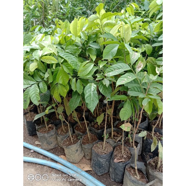 JUAL BIBIT DUKU TANPA BIJI CANGKOK SAMBUNG