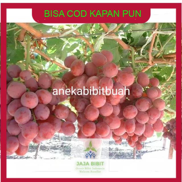 Bibit Tanaman Buah Anggur Merah berkwalitas dan murah