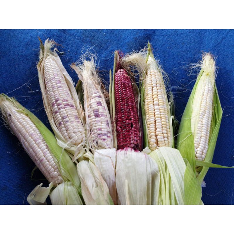 

Jagung ketan / Jagung pulut