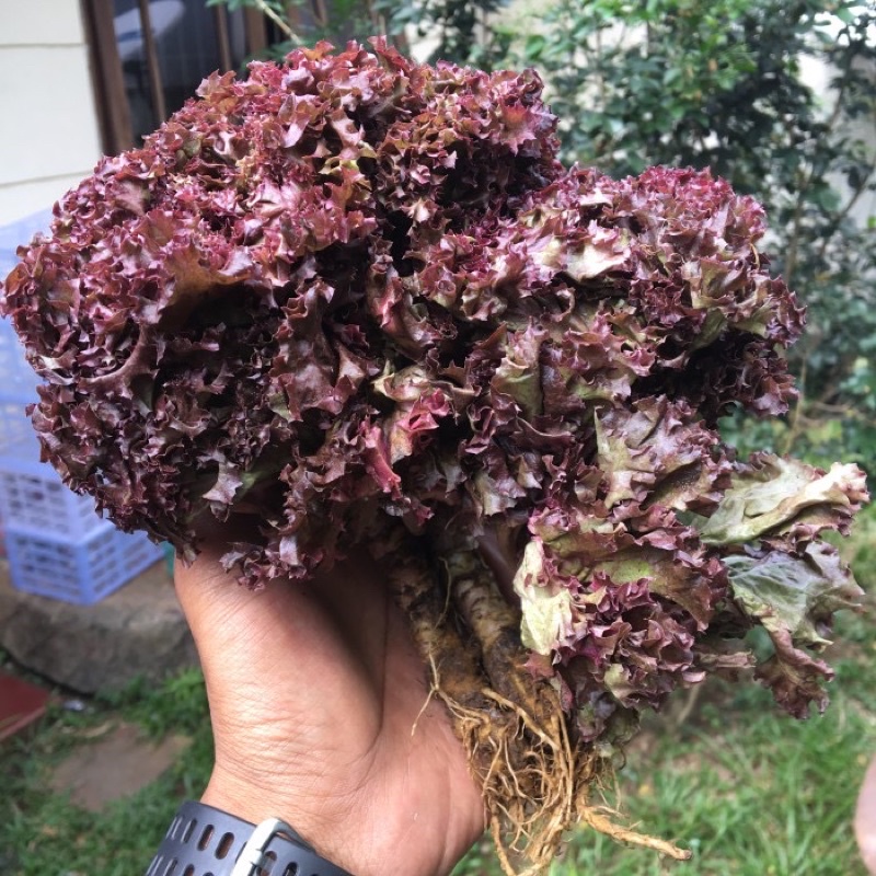 

Lolorosa / selada keriting merah / lollo rosso lettuce