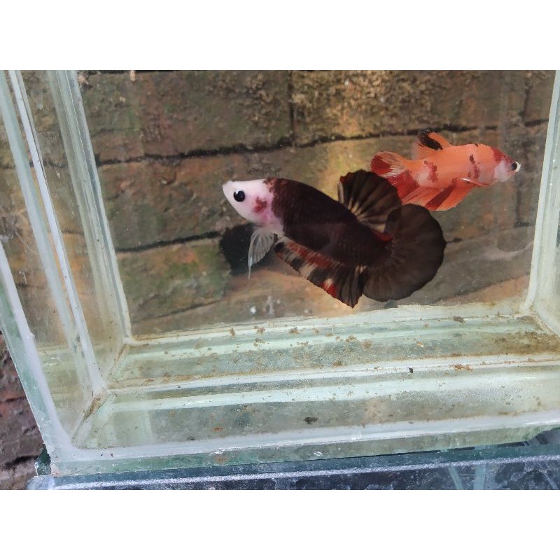 Cupang Black Vampire