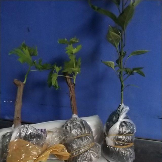 Bibit Anggur Lokal Yellow Belgie