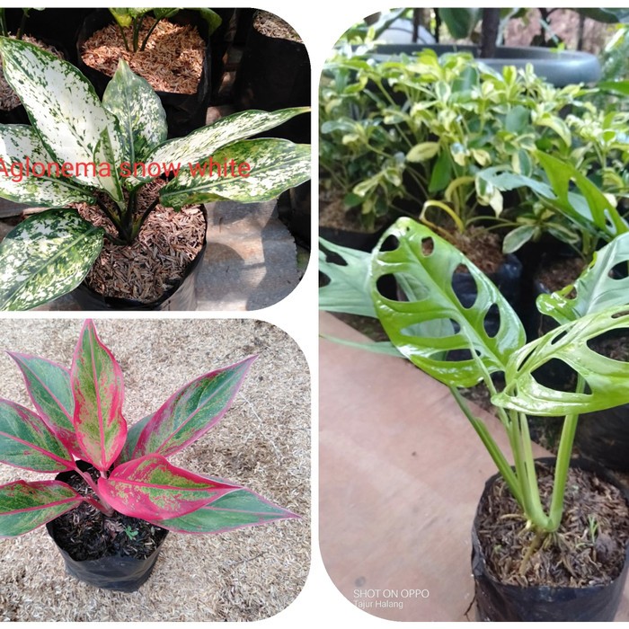 tanaman hias paket aglonema - paket aglonema murah - paket aglonema