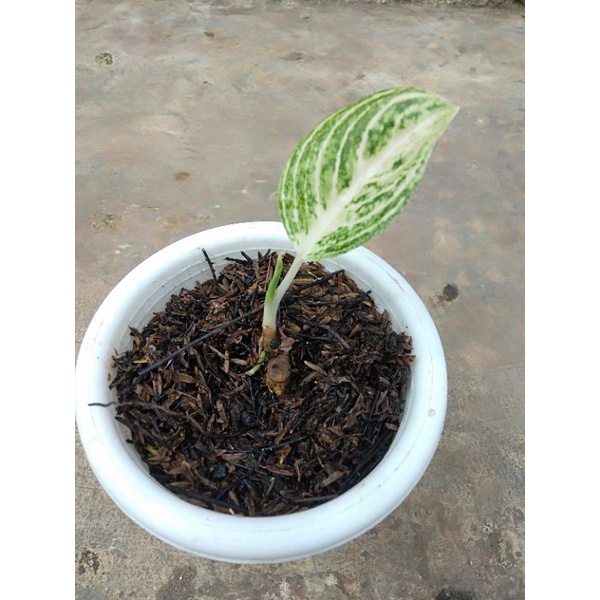 Aglaonema white Legacy